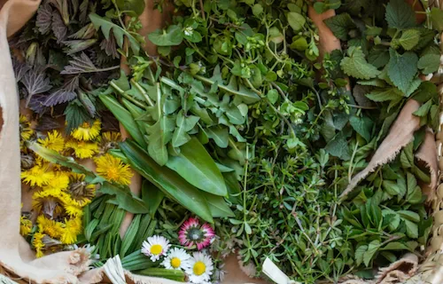 Die Neun-Kräuter-Suppe