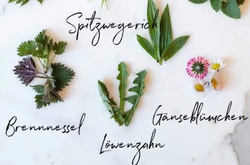 Die Neun Kräuter Suppe