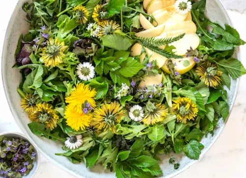 Wildkräuter Salat