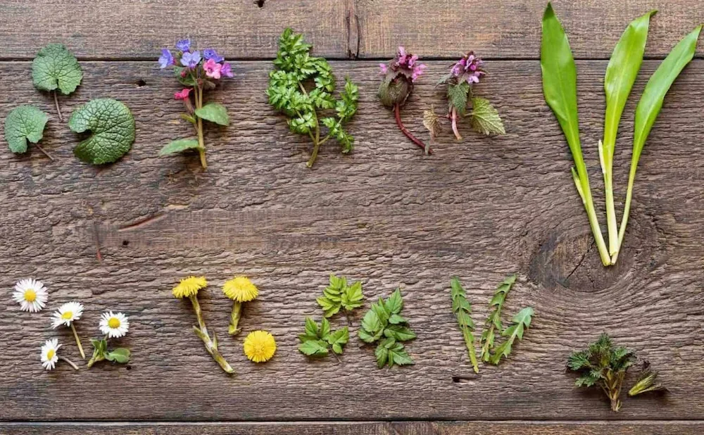 Essbare Wildpflanzen