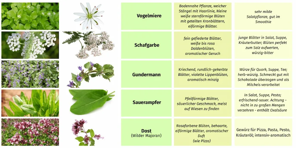 Essbare Wildpflanzen