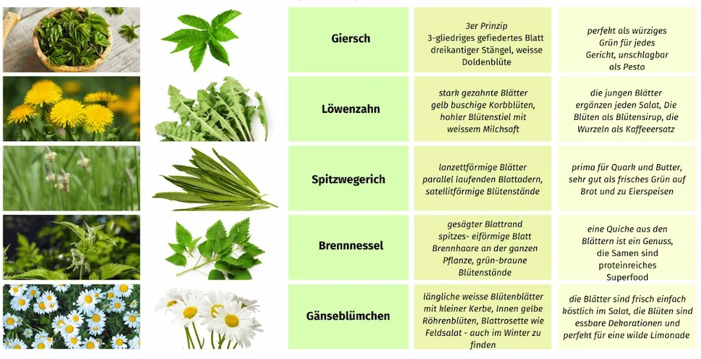 Essbare Wildpflanzen