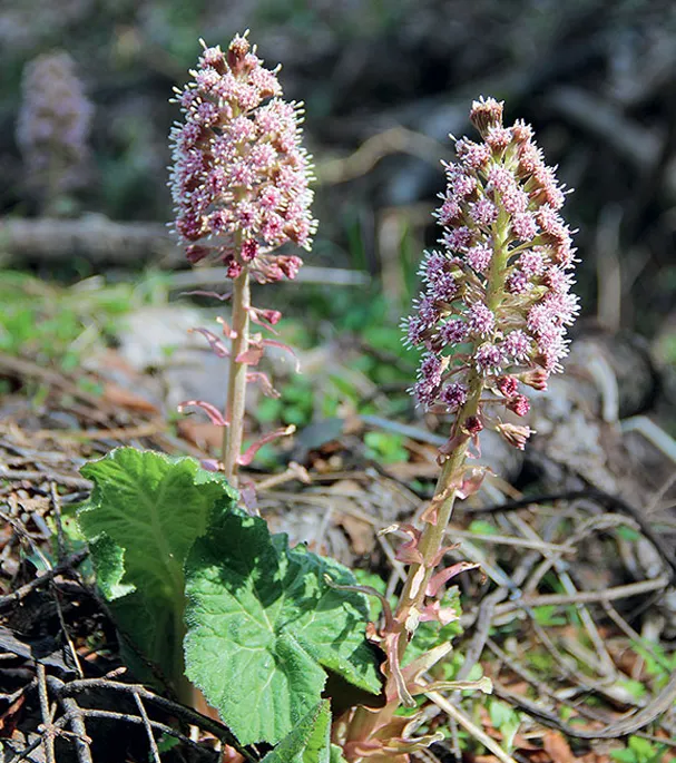 Gewöhnliche Pestwurz