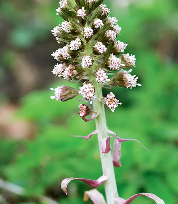 Gewöhnliche Pestwurz