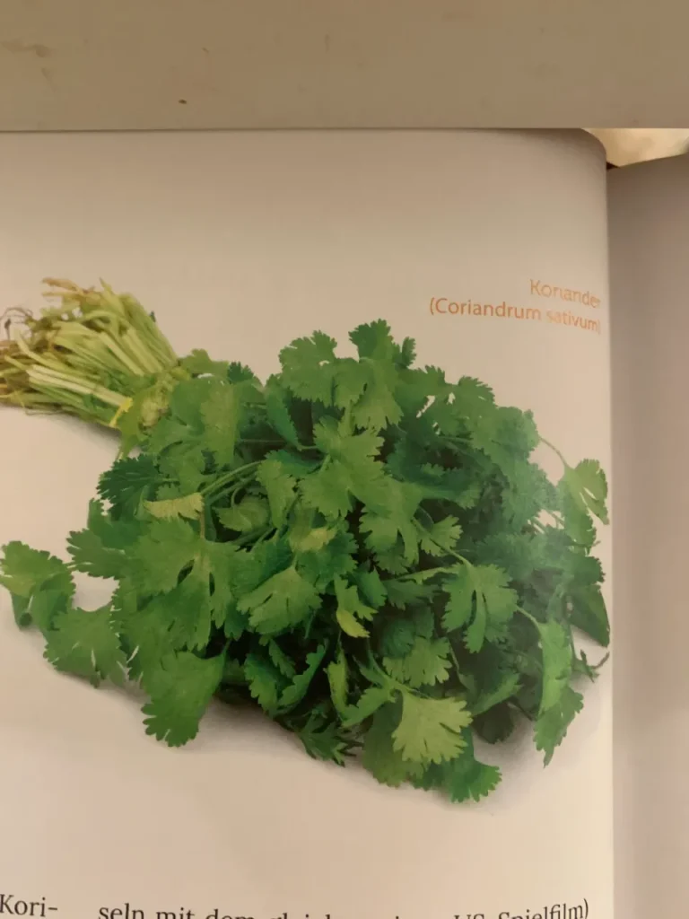 Koriander